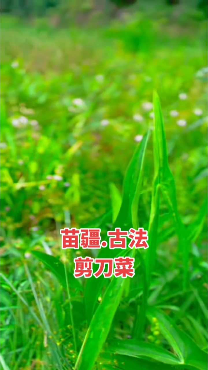苗疆百草！剪刀菜！植物！科普！有妙用！古法！传承！