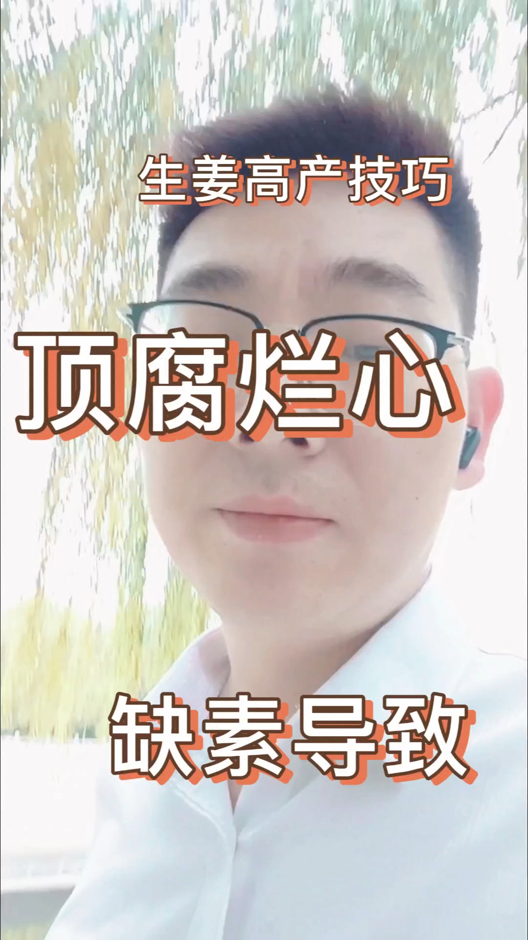 生姜顶腐烂芯是什么原因?如何防治?