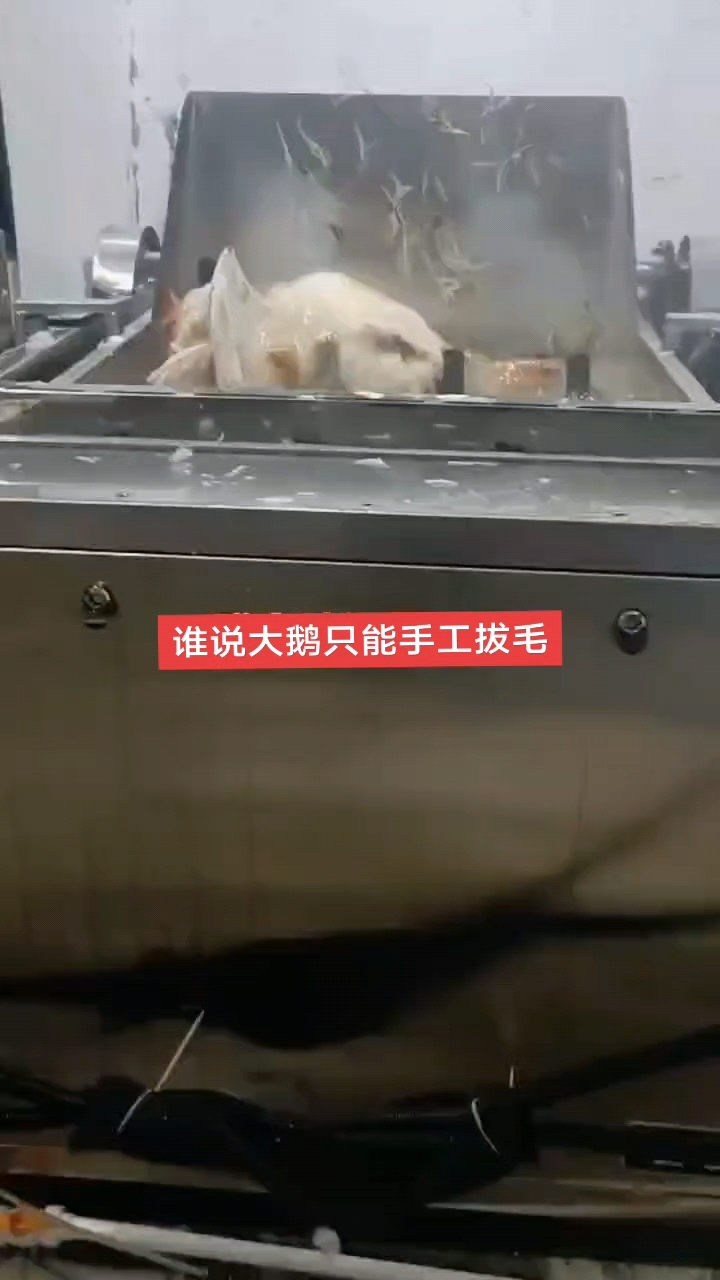 鸡鸭鹅小型自动脱毛机
