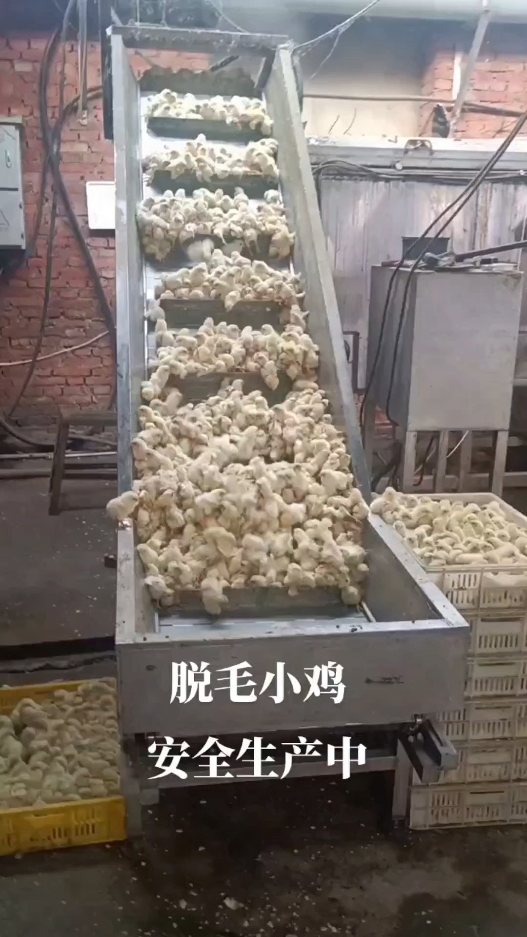 鸡鸭鹅苗脱毛加工