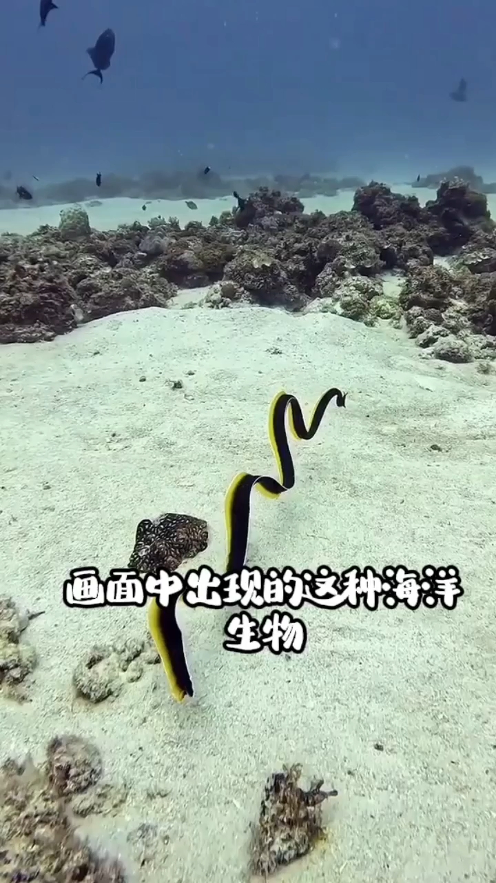 海蛇和海鳗有啥区别？