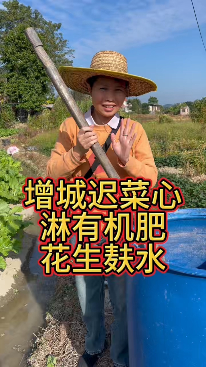 增城迟菜心