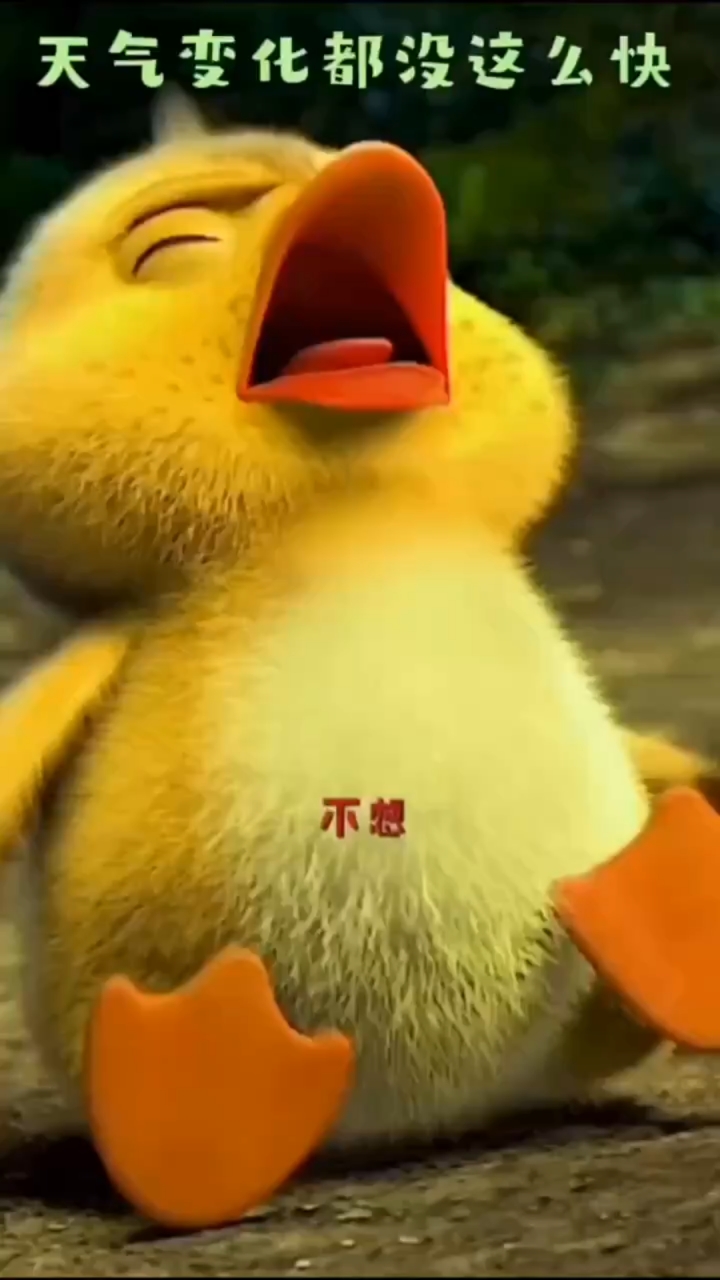 蠢萌蠢萌的小鸭子与鸭妈妈