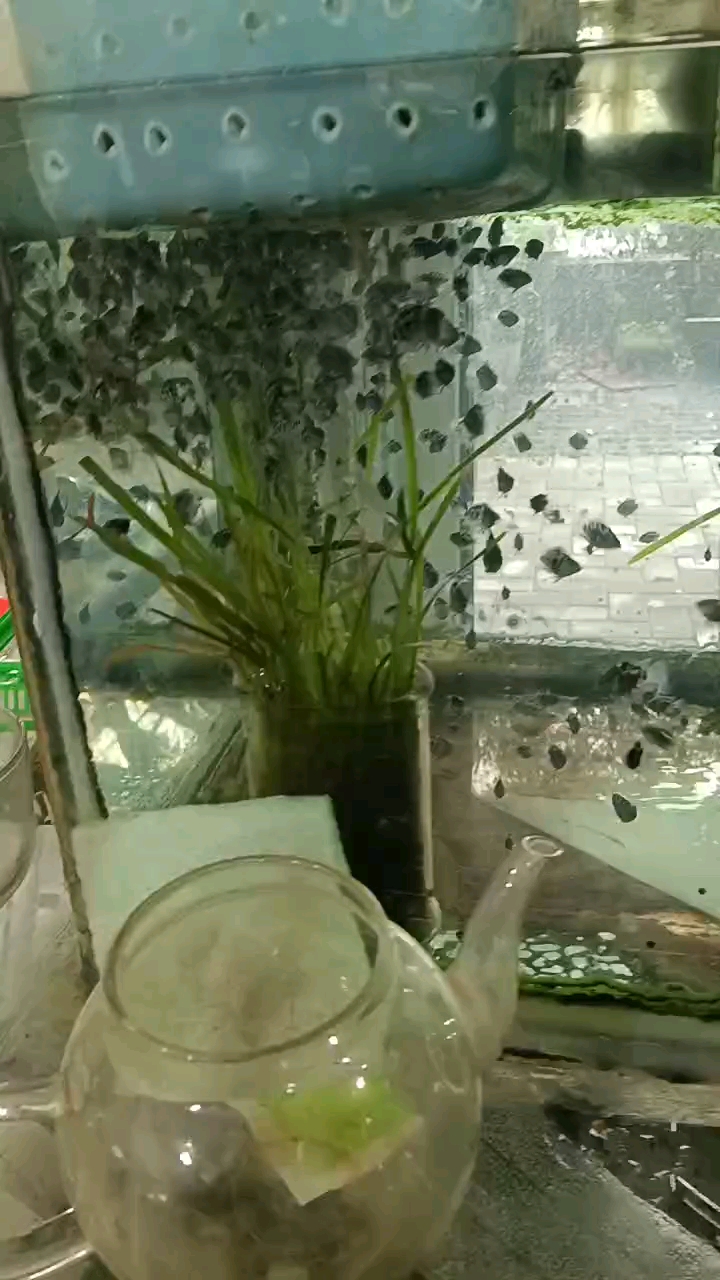 迷你鹦鹉鱼大混养