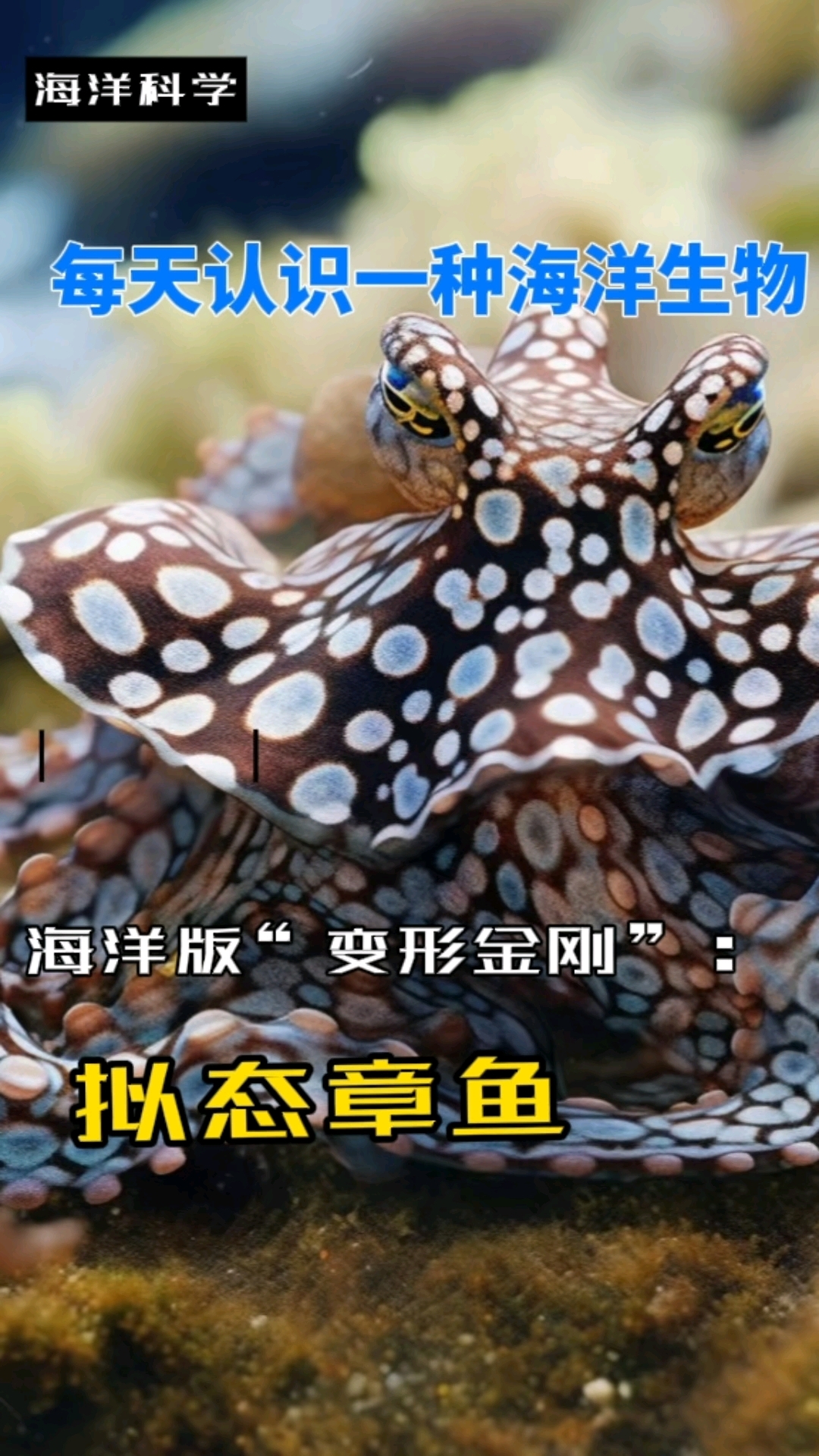 第十九期 每天认识一种海洋生物之海洋版“变形金刚”拟态章鱼