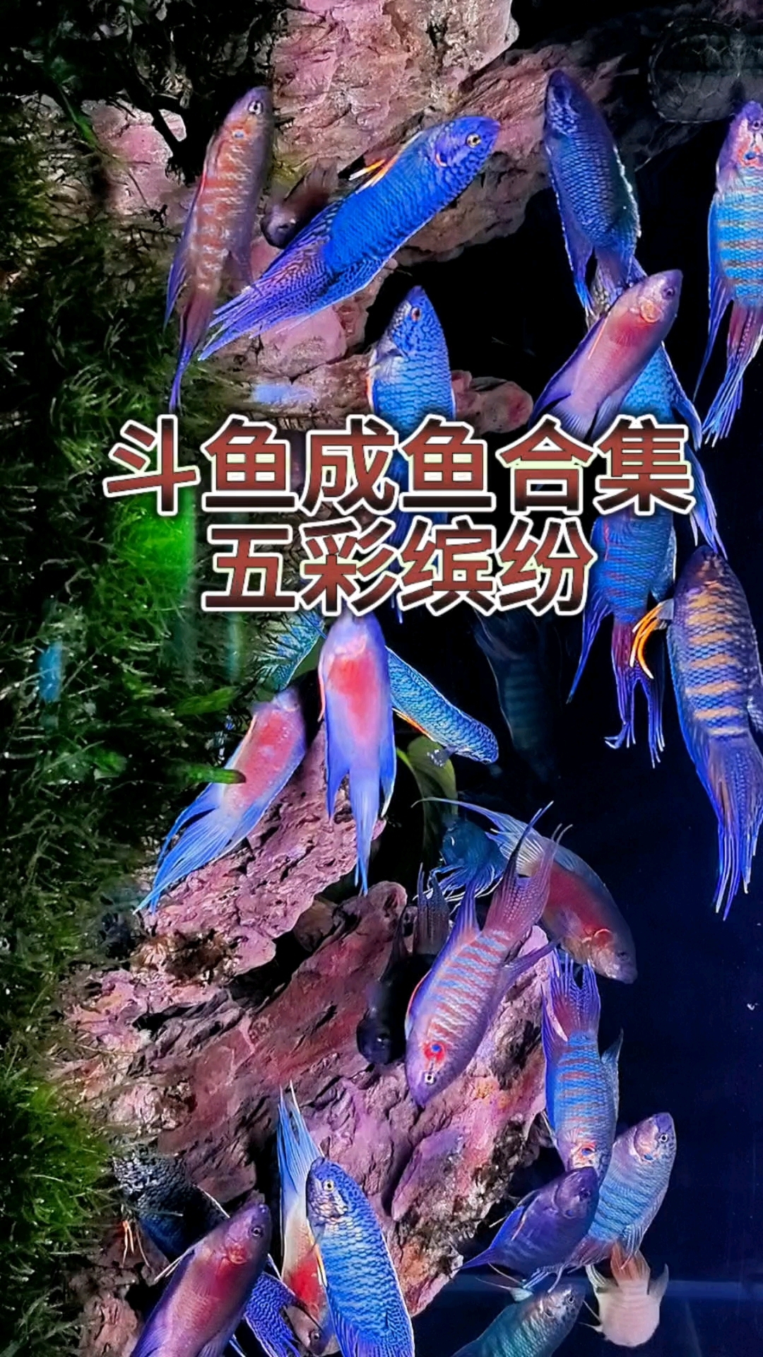 中国斗鱼色彩斑斓,穷人的选择 
