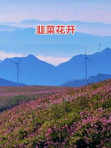 韭菜花开,只等你来,最美花期就在九月 旅行推荐官 治愈系风景 大好河山一起打卡 网红花海