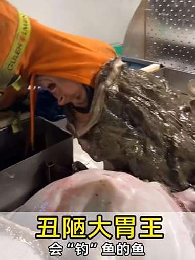 丑陋大胃王:深海猎手鮟鱇鱼。灯笼鱼的亲戚 动物科普 动物世界 鮟鱇鱼