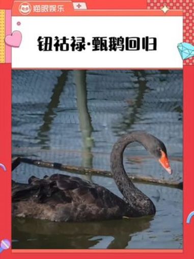 让我们恭迎 鹅妃回宫！天鹅 黑天鹅 爱情 cp be