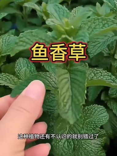 鱼香草是鱼香草,植物 识百草 农村生活 农村 一日一植物