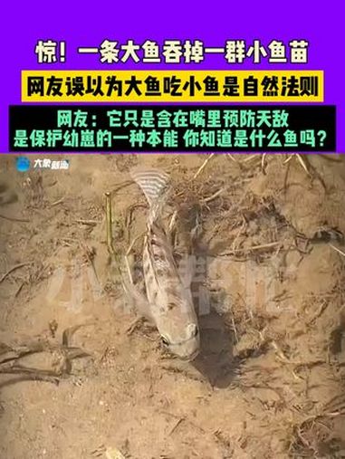 11月7日(发布),惊!一条大鱼吞掉一群小鱼苗,网友误以为大鱼吃小鱼是自然法则,网友:它只