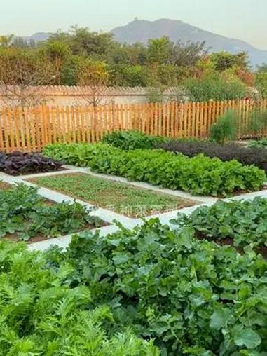 7月能种哪些菜?我的小菜园 种植的乐趣 田园生活 种菜