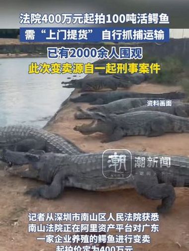 深圳一法院400万元起拍100吨活鳄鱼,需“上门提货” 自行抓捕运输,已有2000余人围观