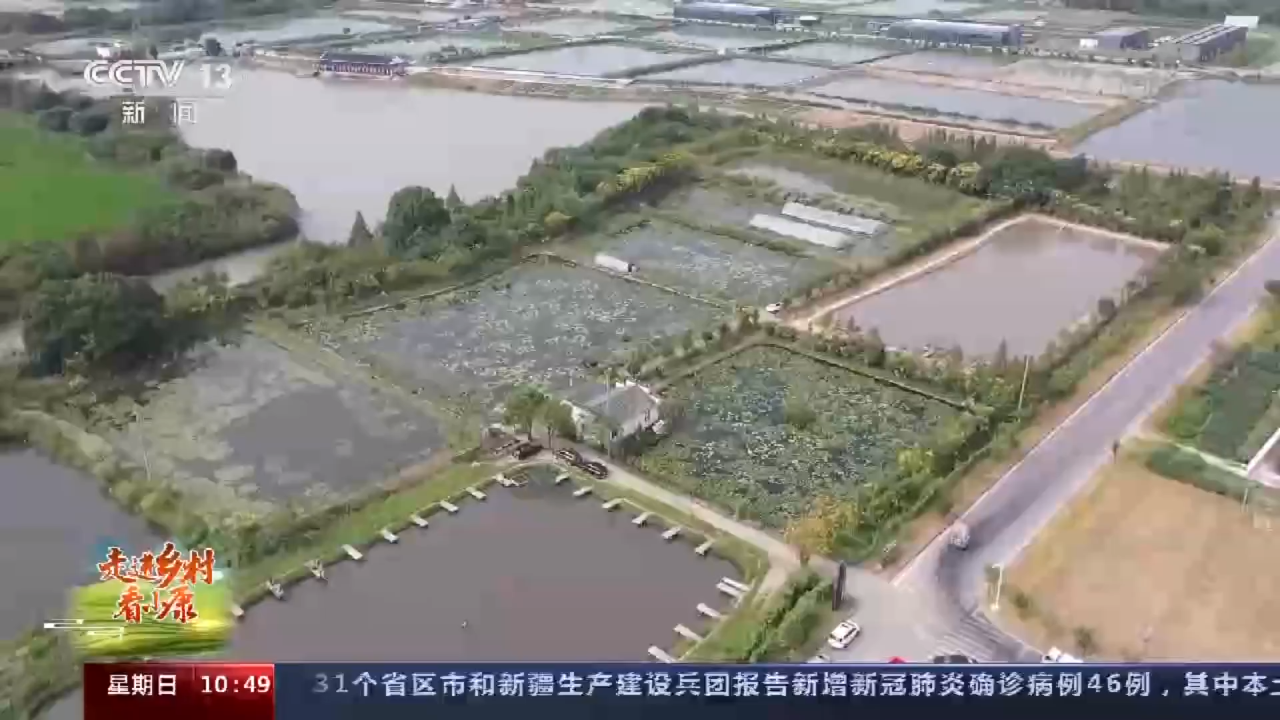 农田里的#动物园# 什么样?[喵喵] 莲花池里的青鱼,最爱大口吃螺蛳; 岸边上百只大鹅,天