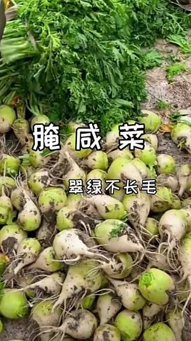 芥菜英子咸菜 我是美食创作者 腌咸菜也很美味 家庭种植纯天然绿色蔬菜 芥菜疙瘩 美食教程持
