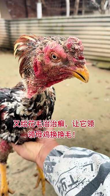 又给花毛治治癣,让它领领母鸡换换毛!视频原声 万能的抖音 斗鸡养殖 斗鸡爱好者 抖音推广