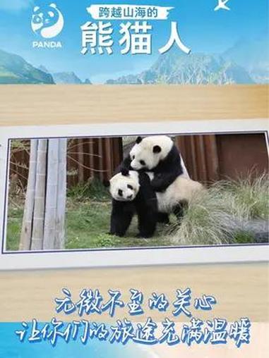 “毛笋”“星二”在丹麦的幸福熊生 无论你身处何地,都是被捧在手心里的宝贝。大熊猫 大熊猫毛