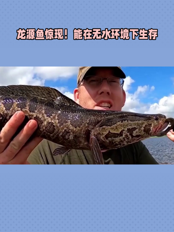 神奇龙源鱼竟然能在无水环境下生存,养鱼达人揭秘养殖技巧!