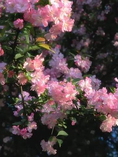 破壁机食谱 早餐 健康美食自己做 五谷豆浆