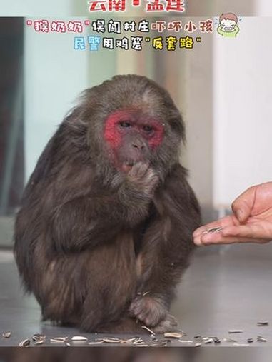 脸毛猴误闯村庄民警用鸡笼诱捕 野生动物零距离 守护有一种叫云南的生活 茶茶野保法宣 近日,