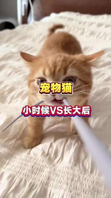 常见宠物猫小时候VS长大后,来看看吧 养猫经验分享 养猫人 宠物知识 萌宠 猫咪