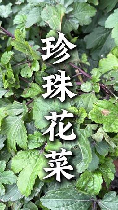 潮汕地区经常用的青草 潮汕青草 珍珠花菜 大自然