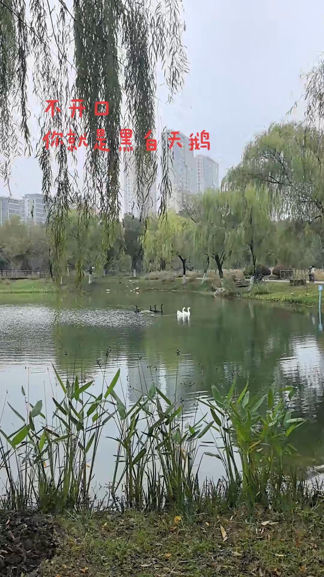 #白天鹅黑天鹅#王者荣耀小乔天鹅之梦#不开口你就是白天鹅黑天