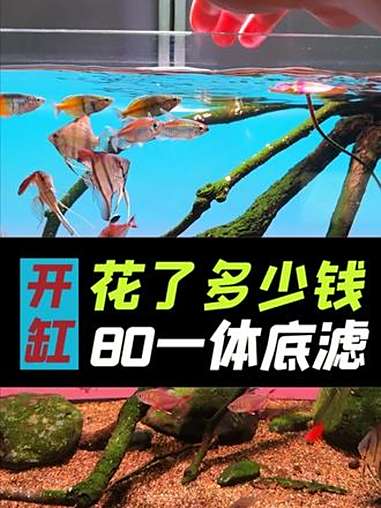开一台碧中海80一体底滤缸,需要花多少钱?低中高配置全览!养鱼日记 开缸 底滤缸 鱼缸过滤
