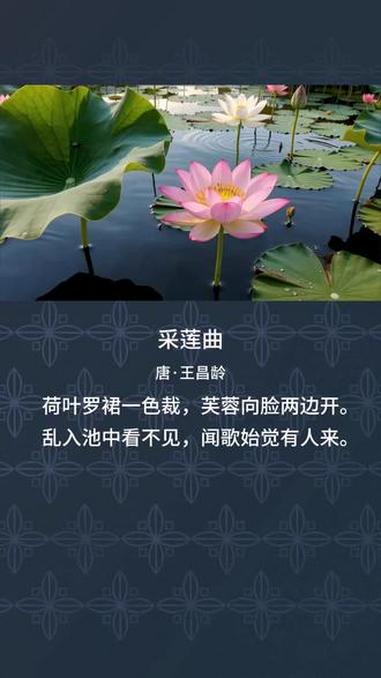 《采莲曲》唐·王昌龄 #花卉古诗词 #荷花花古诗词 #传统文化 #唐诗宋词 #国学经典荷叶