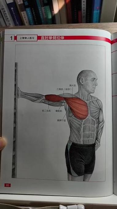 肱二头肌和胸大肌拉伸,运动肌肉解剖图,久坐含胸体态人群,书籍推荐