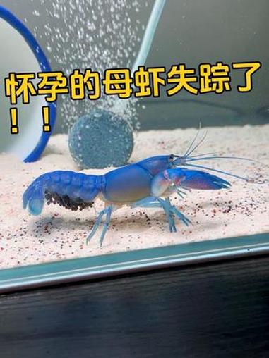 出大事了！怀孕的母虾失踪了！抱卵虾 人工天空蓝魔虾 怀孕的虾 养虾日记