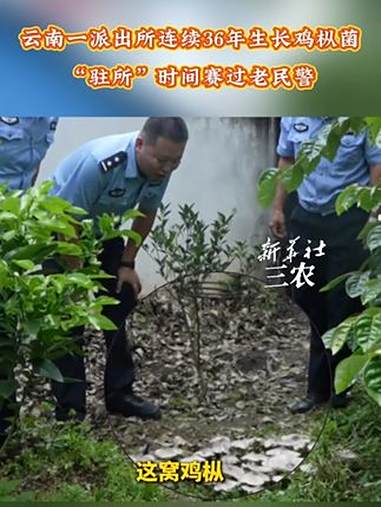 云南一派出所里连续36年出鸡枞！民警：吃不完，根本吃不完！新华社三农 云南美食 野生菌 鸡