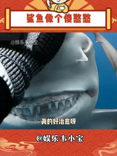 鲨鱼笑起来的样子,像一个傻憨憨