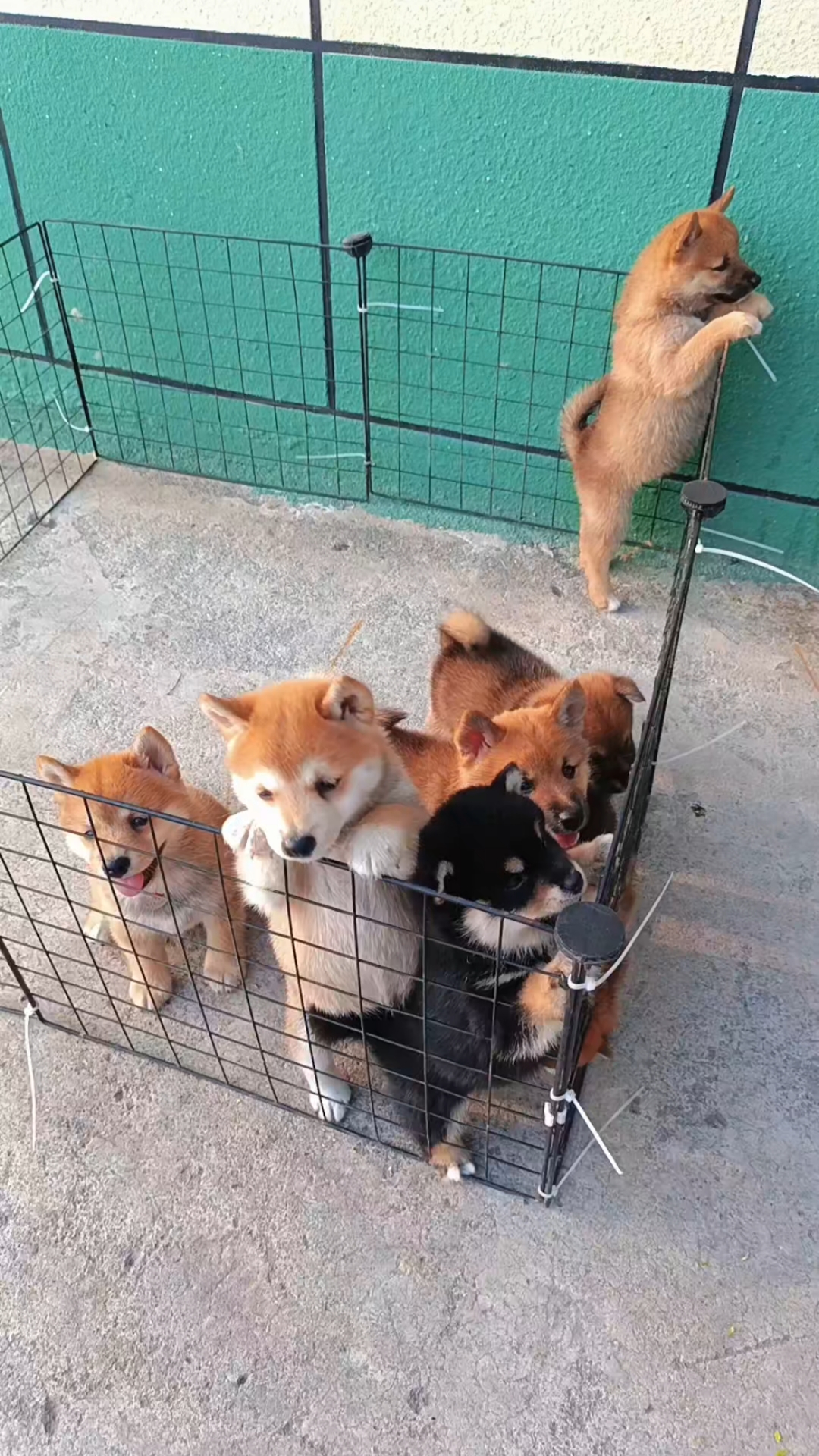 农村个人一手繁殖柴犬。