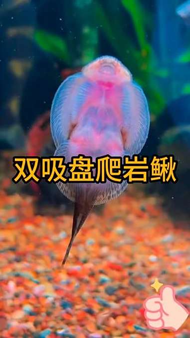 观赏鱼 吸鳅 琵琶吸鳅 爬岩鳅 清洁鱼