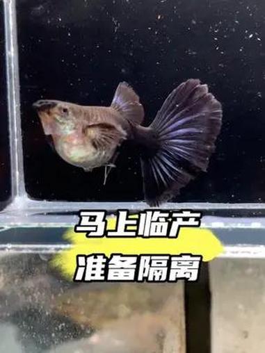 这个尾撑是我喜欢的类型,后劲十足,大耳朵亮蓝蓝礼服种母 孔雀鱼 观赏鱼 养鱼养心 水族 养