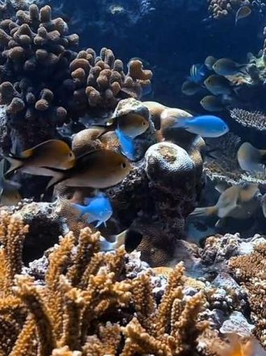 一起潜入海底，探索这片神秘的蓝色世界吧！珊瑚斑斓，鱼群穿梭，大自然的奇妙令人惊叹。#一起看