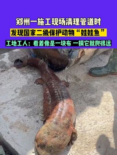 3月18日,郑州一施工现场清理管道时发现国家二级保护动物“娃娃鱼”,工地工人:看着像是一块