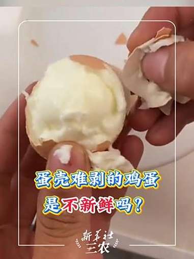 为什么有的水煮蛋的蛋壳很难剥?是不新鲜吗?新华社三农 煮鸡蛋 鸡蛋壳 涨知识