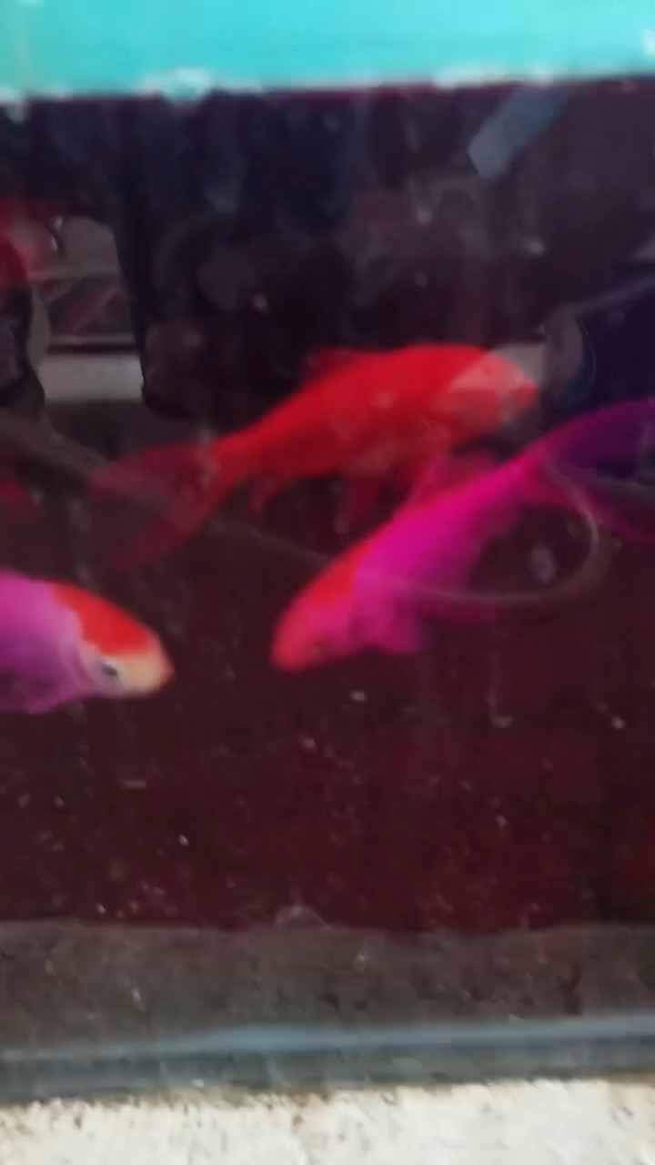 金鱼的白点病了用高锰酸钾治疗一下,看看能治好不