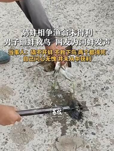 鹬蚌相争渔翁未得利 男子砸蚌救鸟 网友为河蚌发声 当事人:撬不开蚌 不救下鸟 两个都得死 