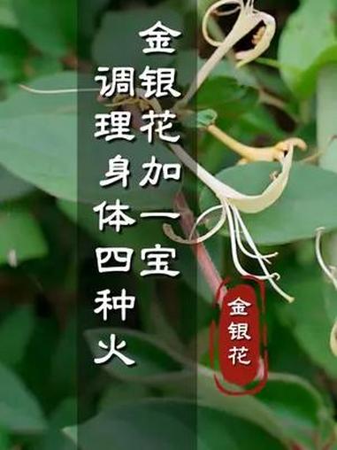 金银花