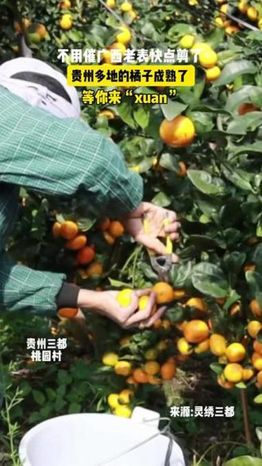 不用催广西老表快点剪了,贵州多地的橘子成熟了,等你来“xuan”!(来源:灵绣三都、独山县