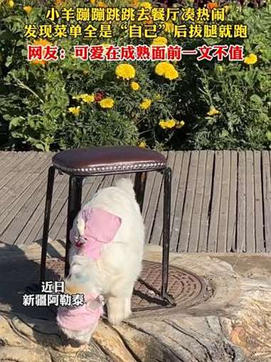 近日,新疆阿勒泰。小羊蹦蹦跳跳去餐厅凑热闹,发现菜单全是“自己”后拔腿就跑。网友:可爱在成