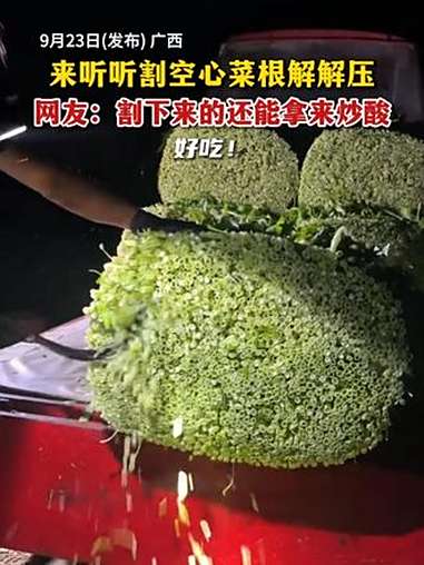 来听听割空心菜根解解压(来源:@秀姐最棒)轻松一刻