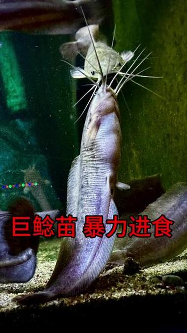 很多人说是埃及塘鲺!虽然也是八根胡须 但我仔细对比了一下还是有点不一样!等长大看看吧!现在