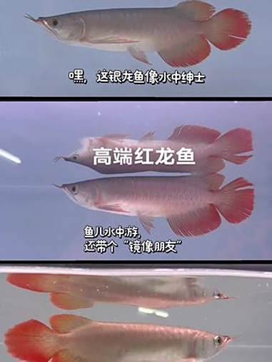 高端红龙鱼。大鳍大尾