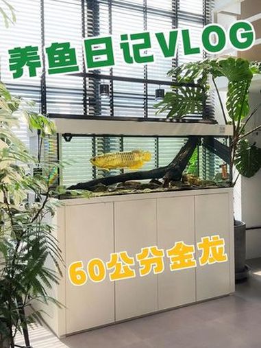 鱼的记忆真的只有七秒吗?龙鱼 龙鱼缸 金龙鱼 水鸦鱼缸 龙缸造景