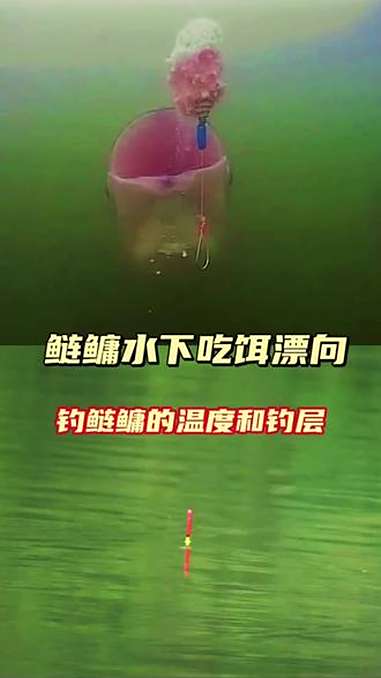 上热门 钓鲢鳙的温度和钓层,秋季:水温较低时,钓稍深的中下层,通常在2-3米。秋季早上:钓