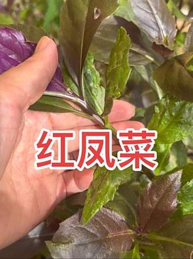 红凤菜又名血皮菜和猪肝搭配能量大 野外户外 认识植物 农村野菜